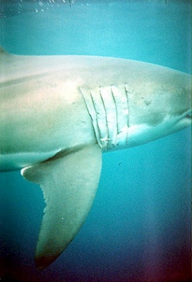 Great White_4