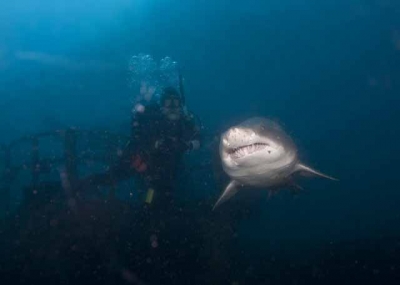 Diver and Shark