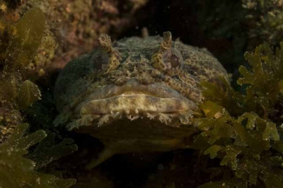 Toad Fish